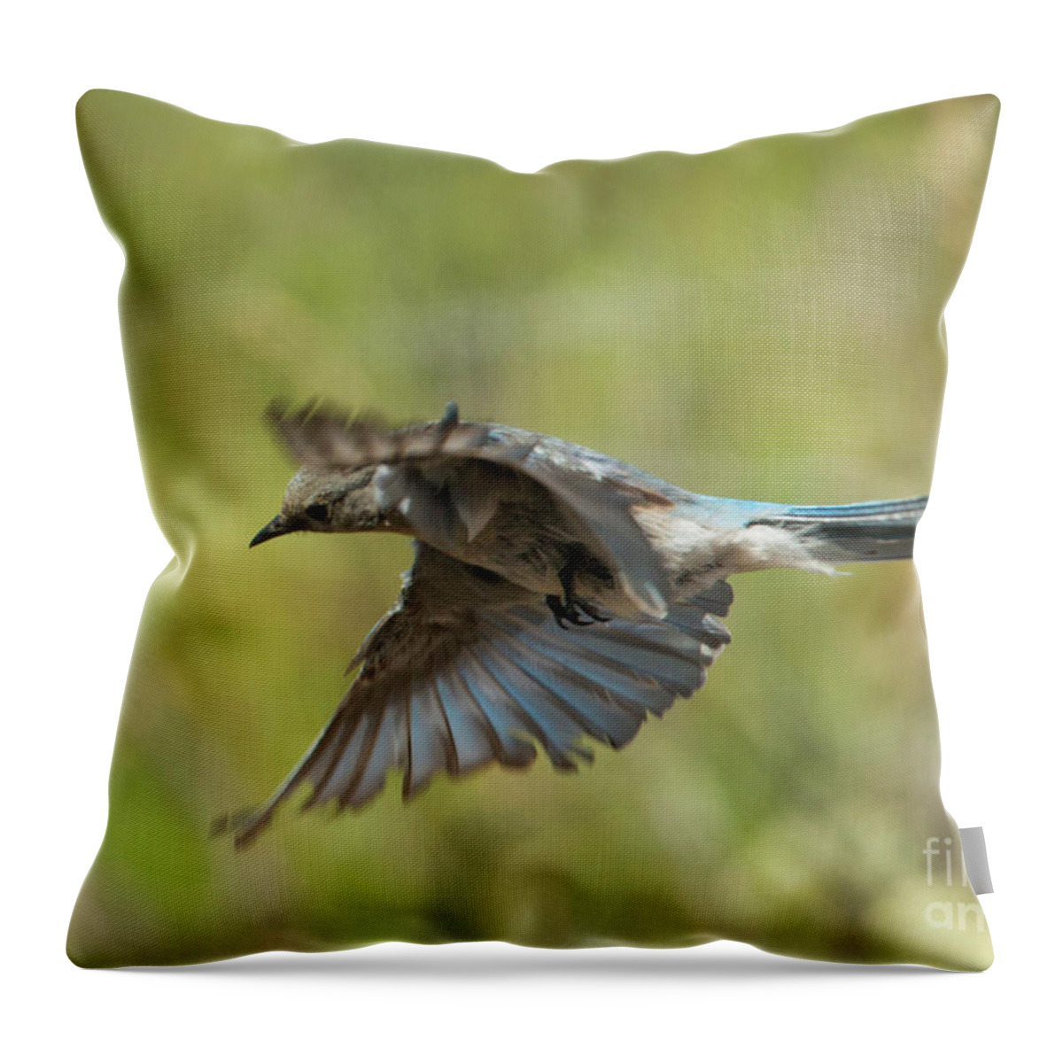 Mountsin Bluebird Throw Pillow featuring the photograph Looking Down by Michael Dawson