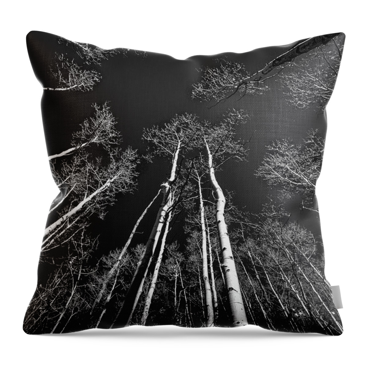 Forest Throw Pillow featuring the photograph Looking Up at the Aspens by Stuart Litoff