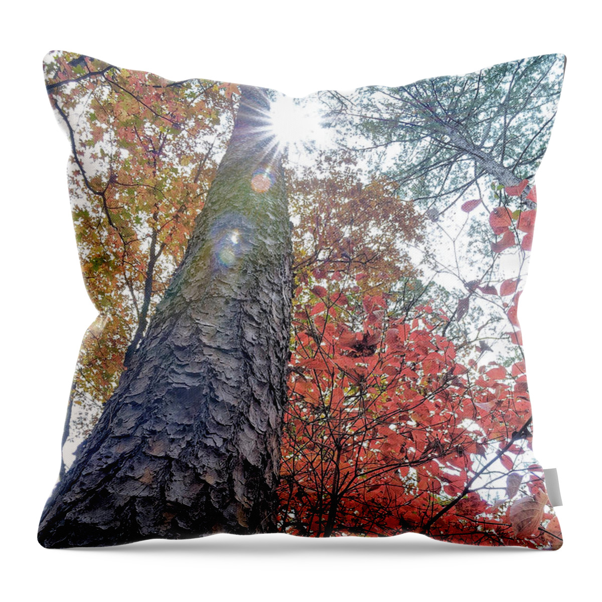 Starburst Throw Pillow featuring the photograph Looking Up by Doris Aguirre