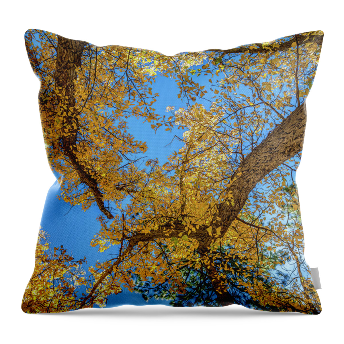Autumn Throw Pillow featuring the photograph Looking Up by Maria Coulson