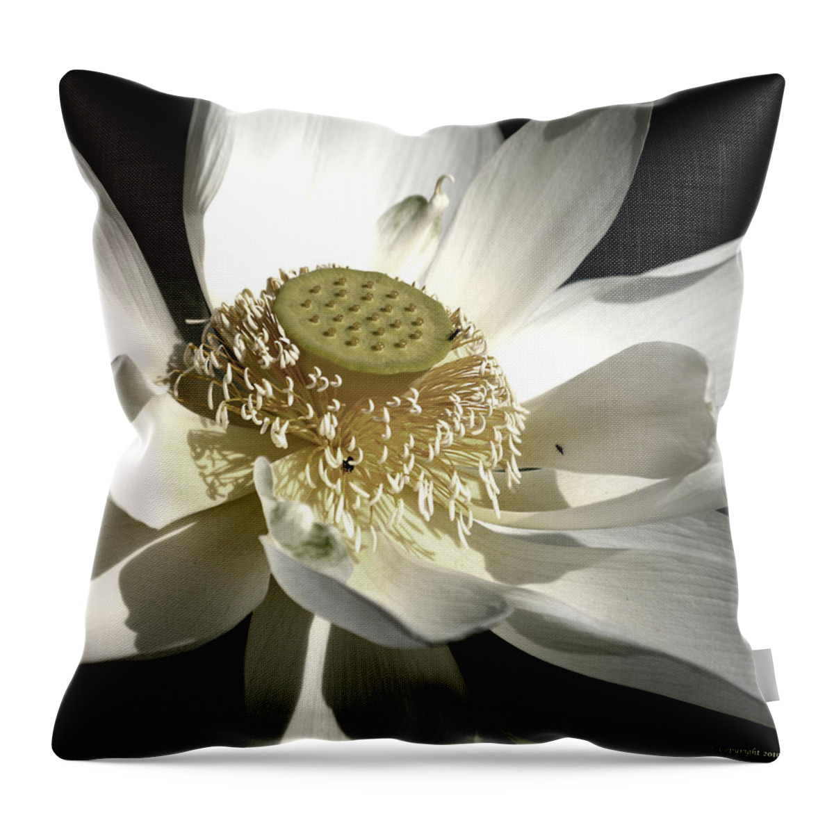 Bloom Throw Pillow featuring the photograph Lotus 8514ds by Brian Gryphon