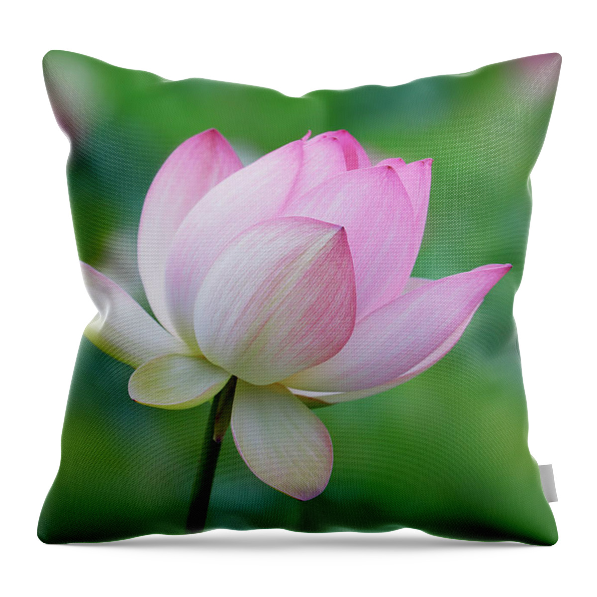 Lotus Flower Throw Pillow featuring the photograph Lotus Bloom by Ram Vasudev