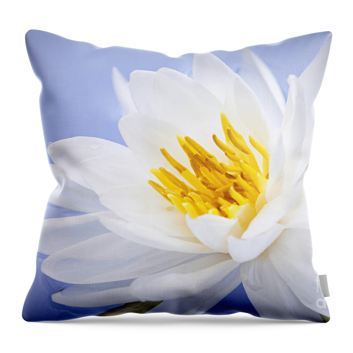 Lotus Throw Pillow featuring the photograph Lotus flower 2 by Elena Elisseeva