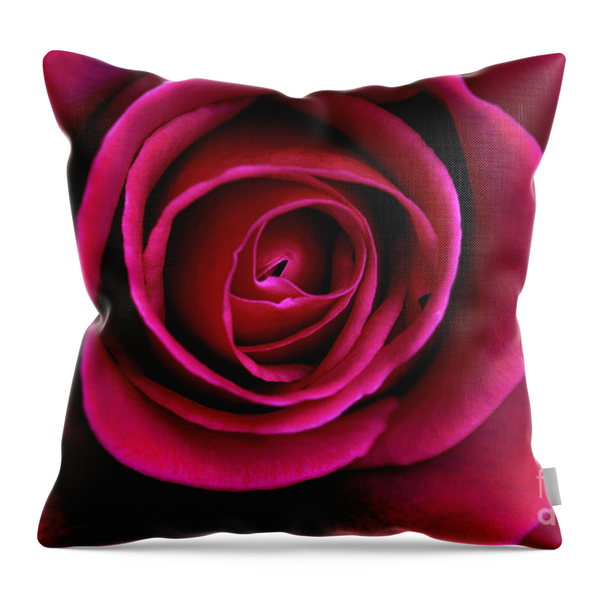 Rose Throw Pillow featuring the photograph Love is a Rose by Linda Lees