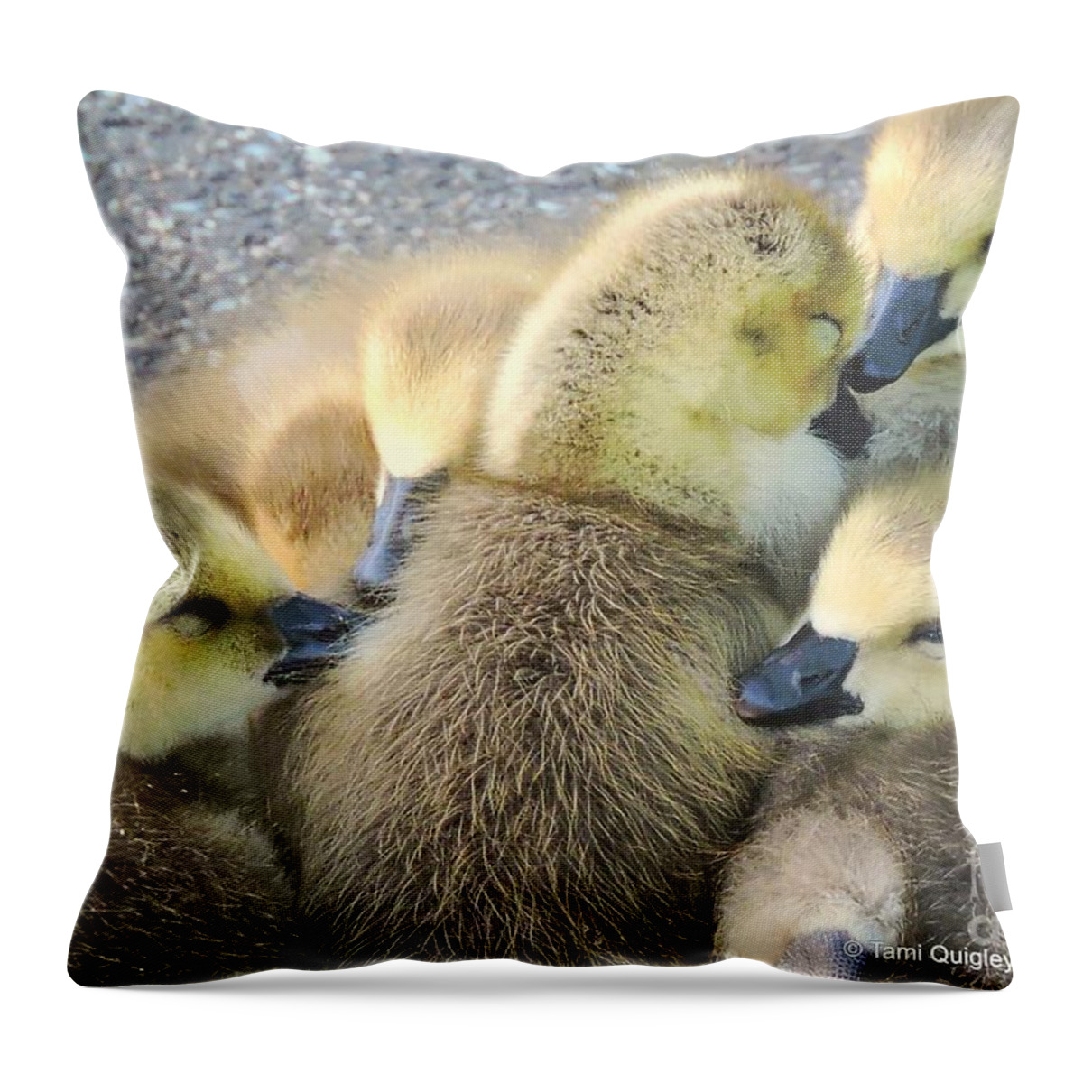 Goslings Throw Pillow featuring the photograph Love Is All Around by Tami Quigley