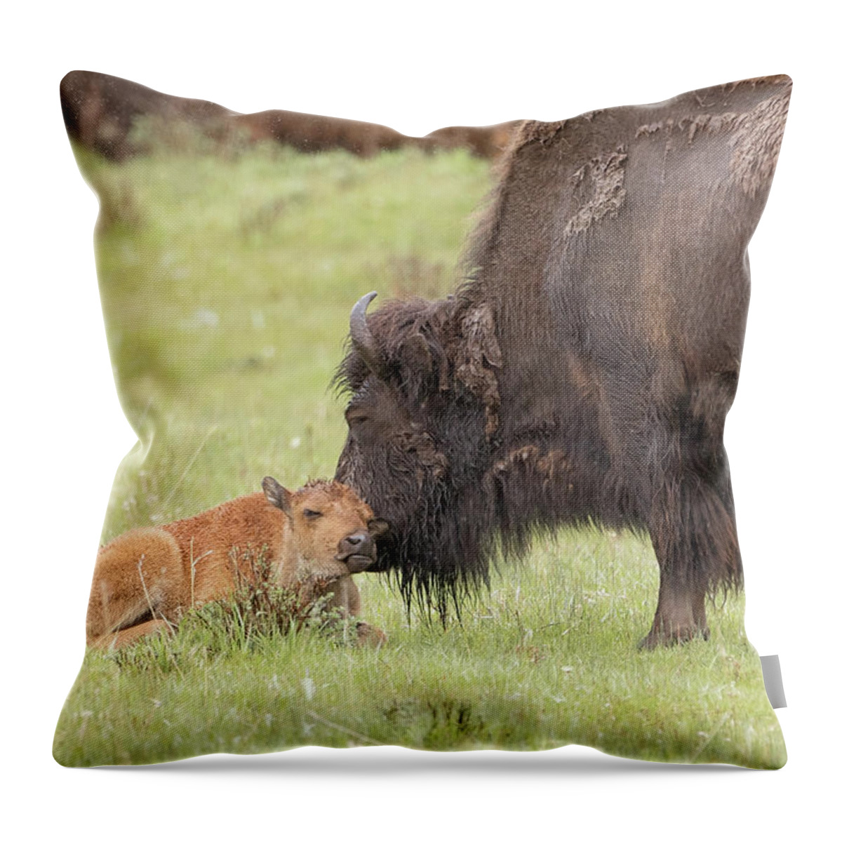 Bison Throw Pillow featuring the photograph Love my Mama by Eilish Palmer