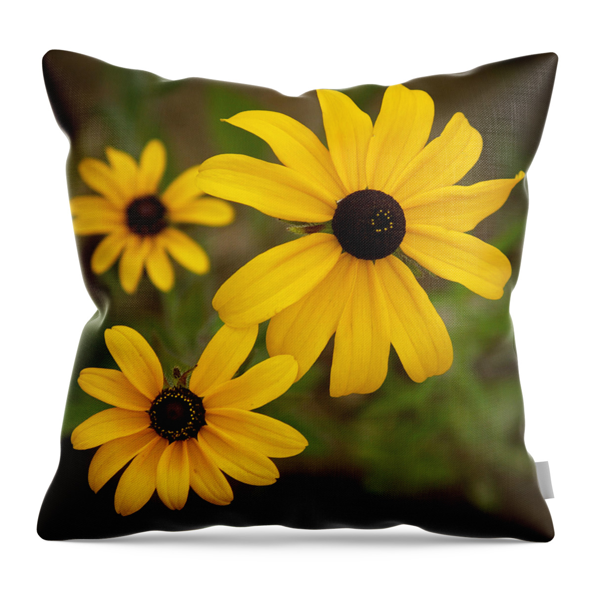 Flowers Throw Pillow featuring the photograph Lovely Black Eyed Susans by Dorothy Lee