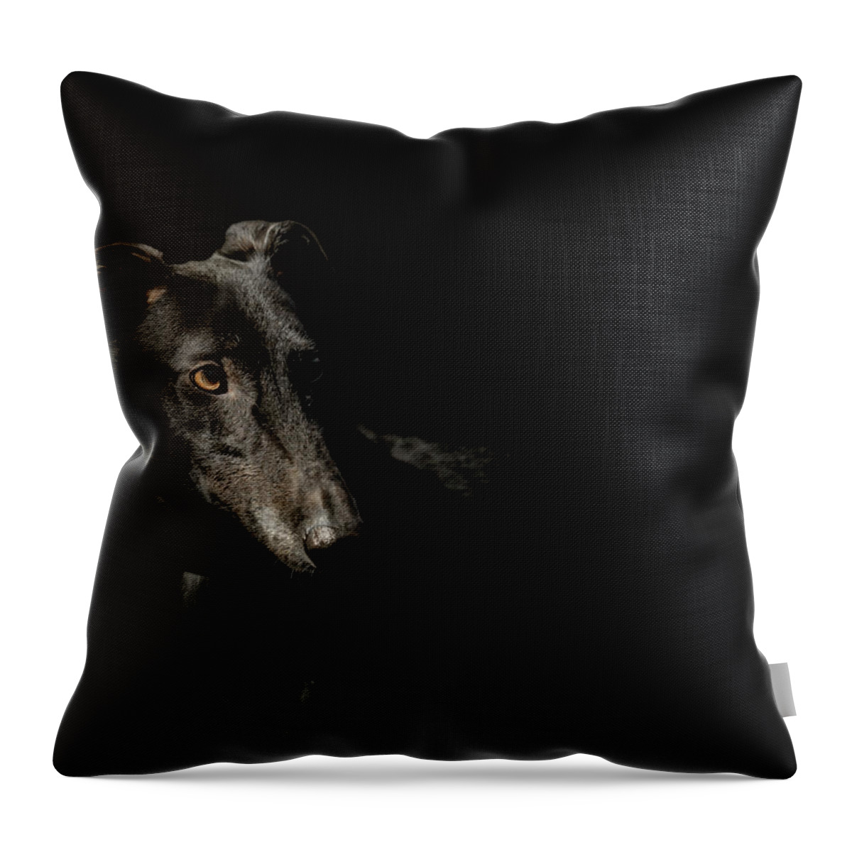 Dog Throw Pillow featuring the photograph Loyalty by Paul Neville