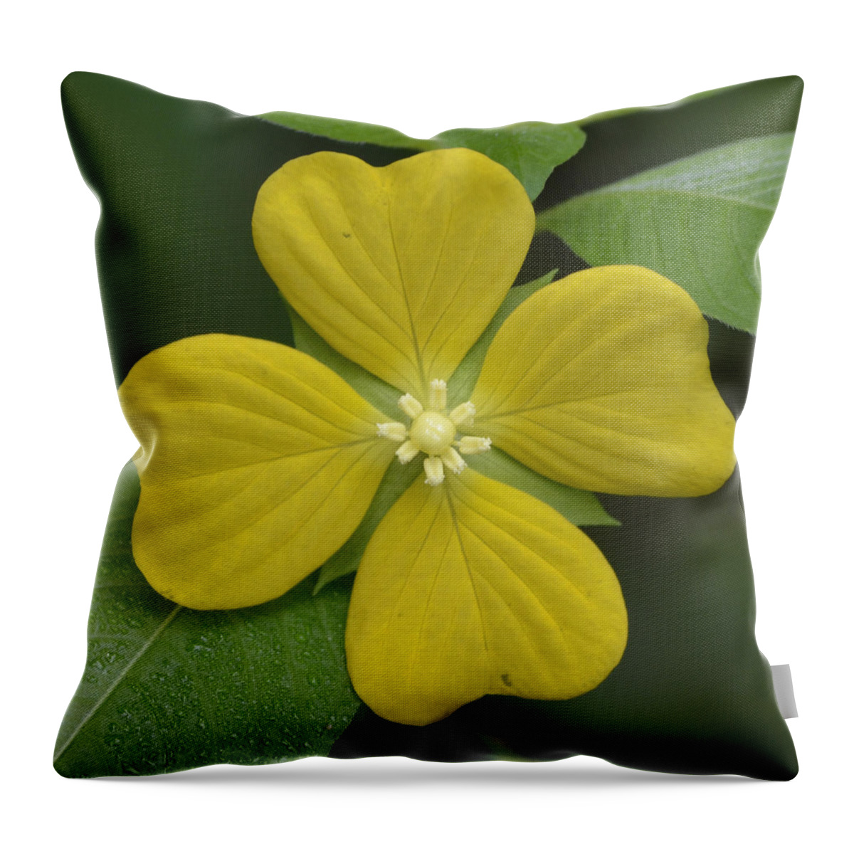 Flower Throw Pillow featuring the photograph Lucky Four Leaf Flower by Melanie Moraga