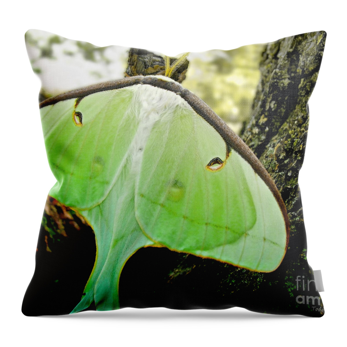 Macro Throw Pillow featuring the photograph Luna Moth No. 3 by Todd Blanchard