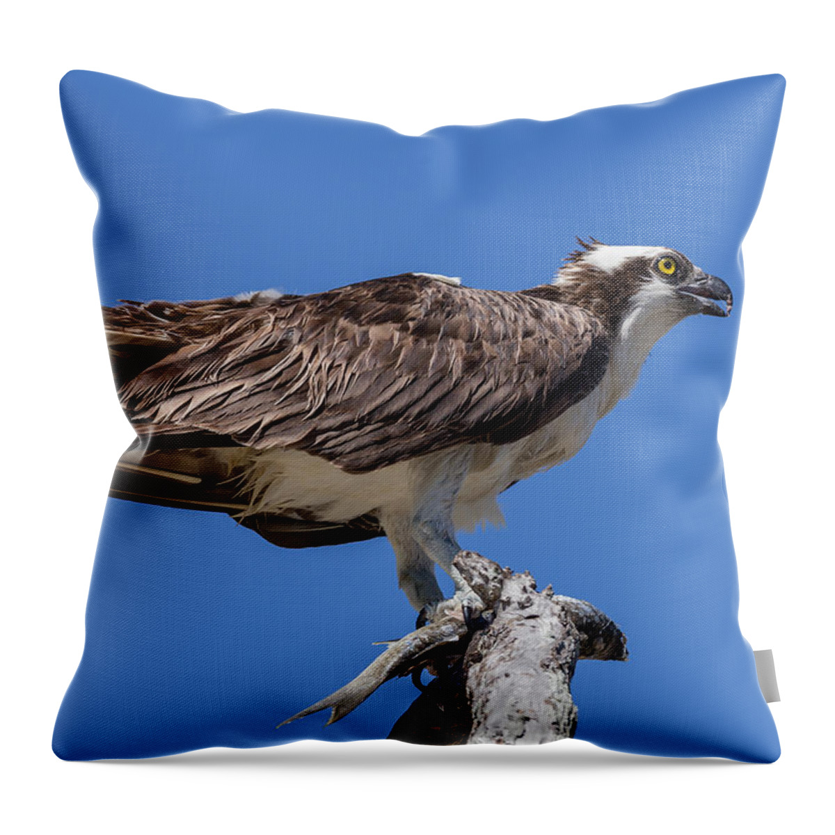 Florida Throw Pillow featuring the photograph Lunch by Paul Schultz