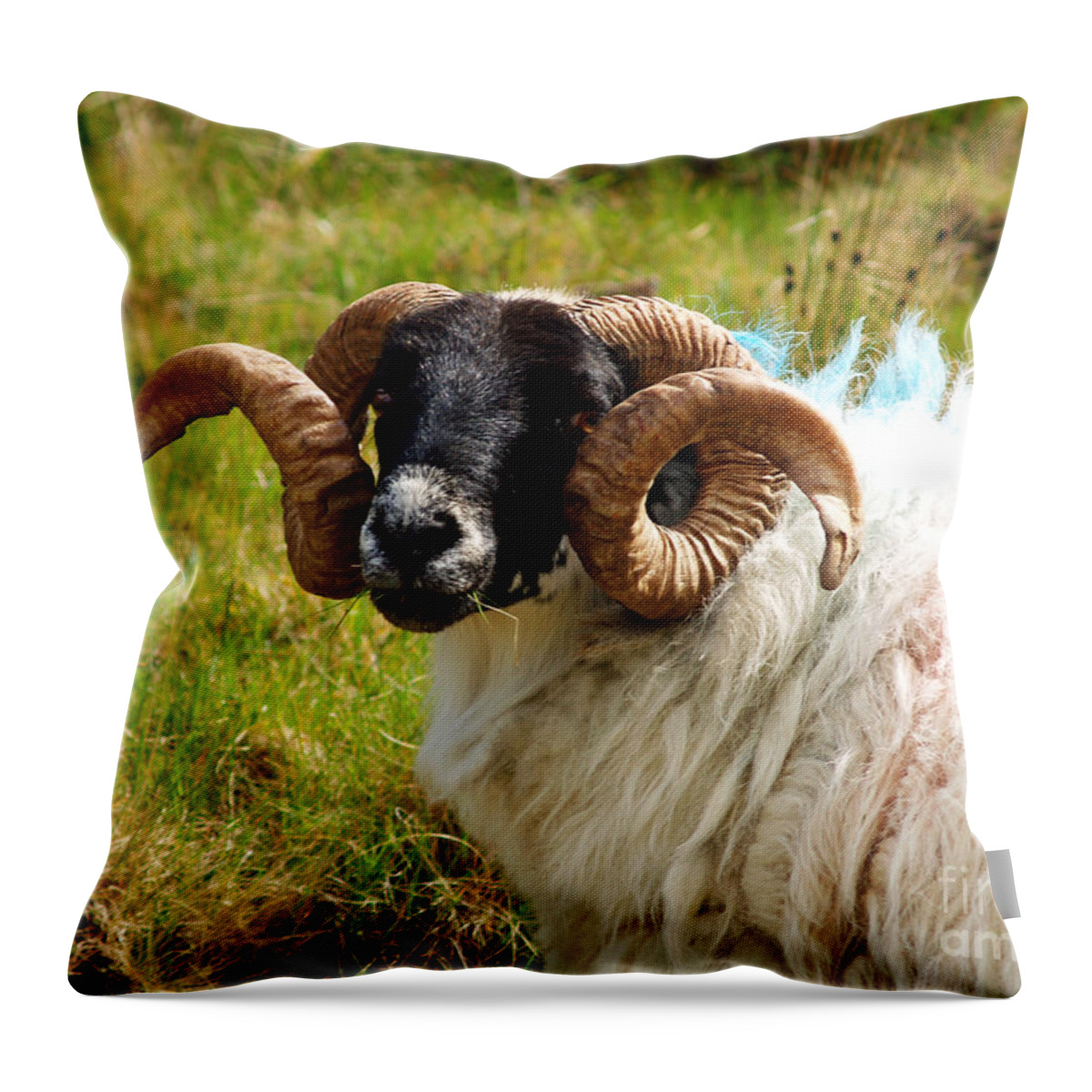 Fine Art Photography Throw Pillow featuring the photograph Lunchtime by Patricia Griffin Brett