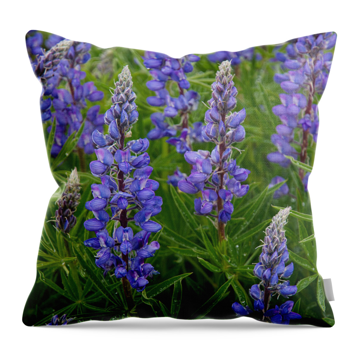Lupine Throw Pillow featuring the photograph Lupine Wildflowers by Aaron Spong