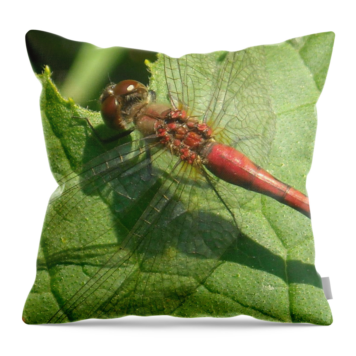 Dragonfly Throw Pillow featuring the photograph Lying in Wait by Kevin Schmoldt