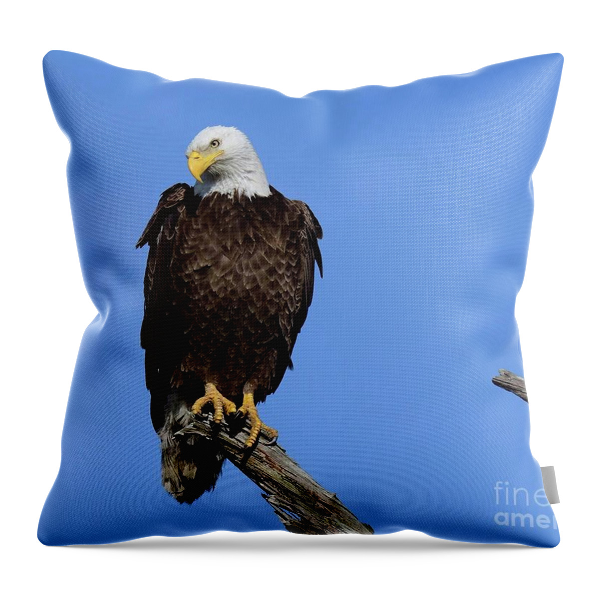 Birds Throw Pillow featuring the photograph M15 the look by Liz Grindstaff