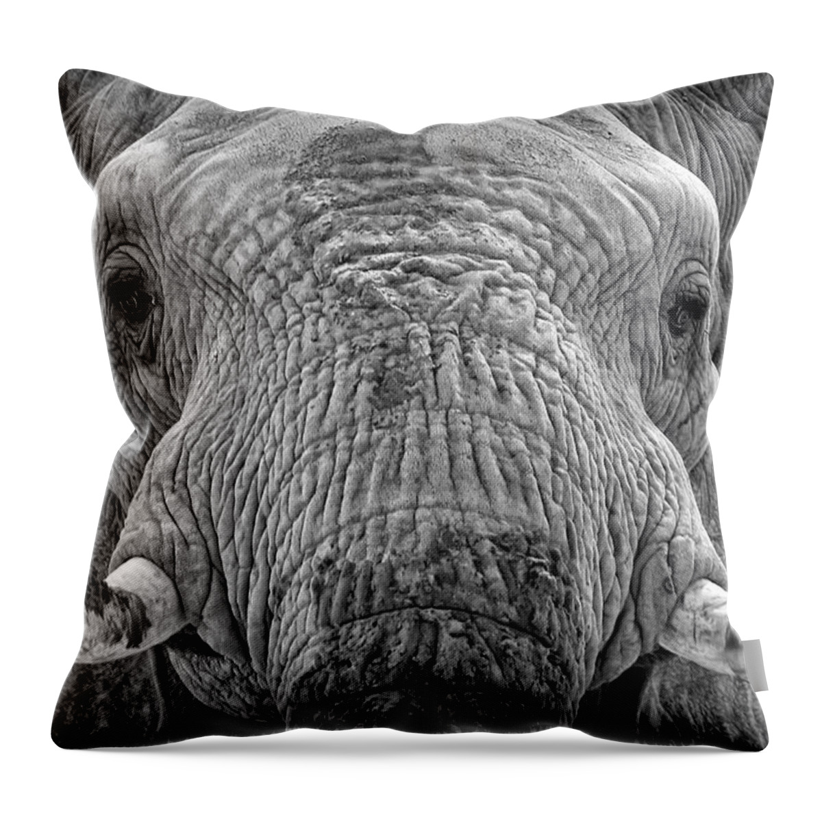 Elephants Throw Pillow featuring the photograph Mabu Up Close N Personal by Elaine Malott