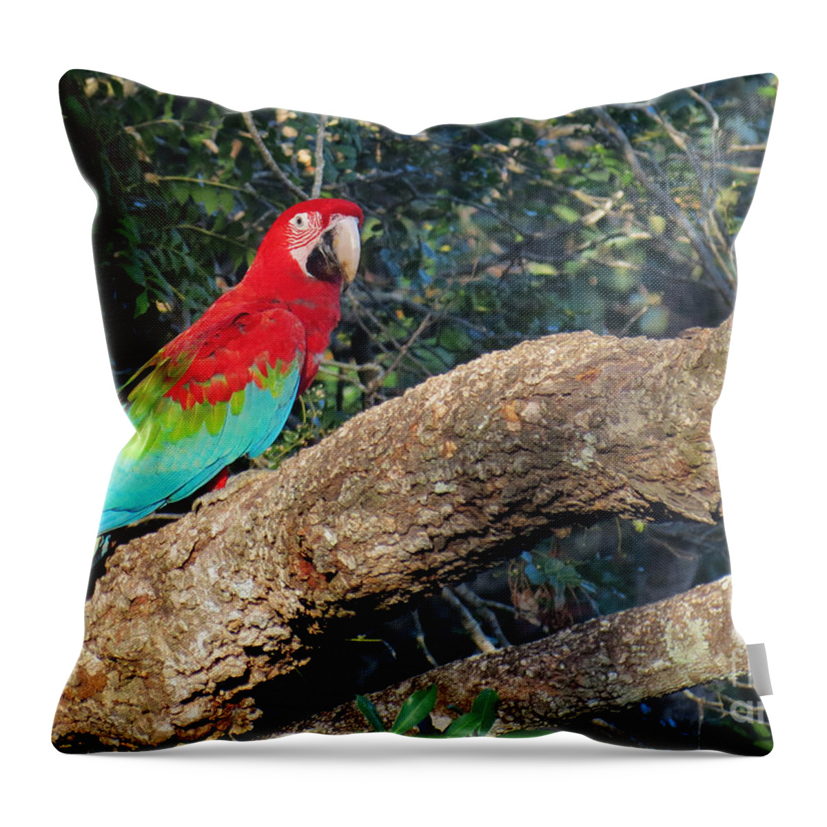 Macaw Throw Pillow featuring the photograph Macaw resting by Metaphor Photo
