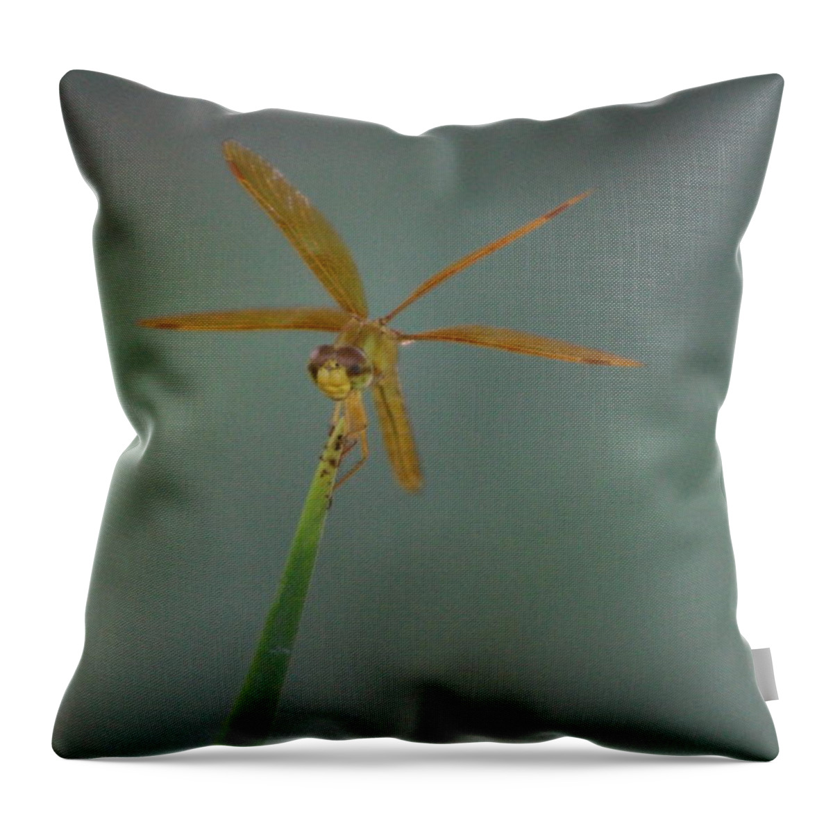 Macro Photography Throw Pillow featuring the photograph Macro Photography Front View Golden Amberwing Dragonfly - Front View by Colleen Cornelius