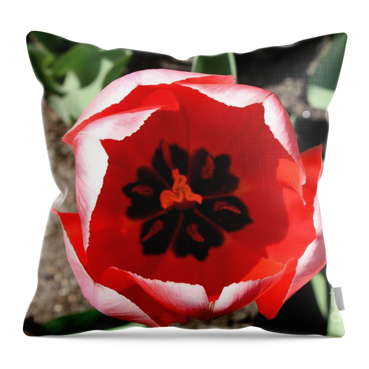 Macro Red Tulip Throw Pillow featuring the photograph Macro Red Tulip by John Telfer