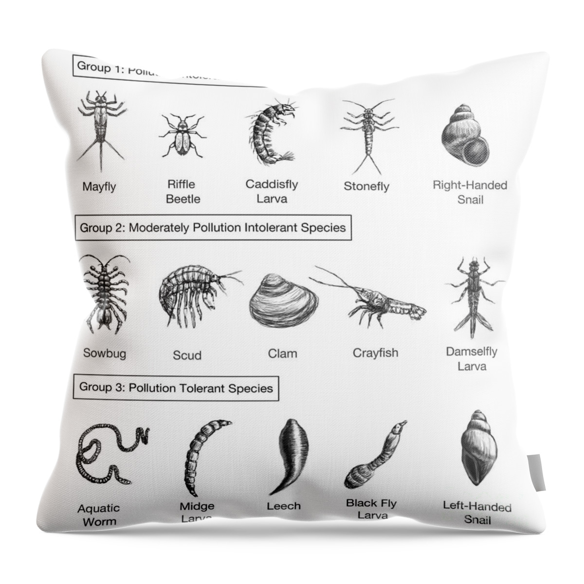 Illustration Throw Pillow featuring the photograph Macroinvertebrates Chart, Pollution by Spencer Sutton