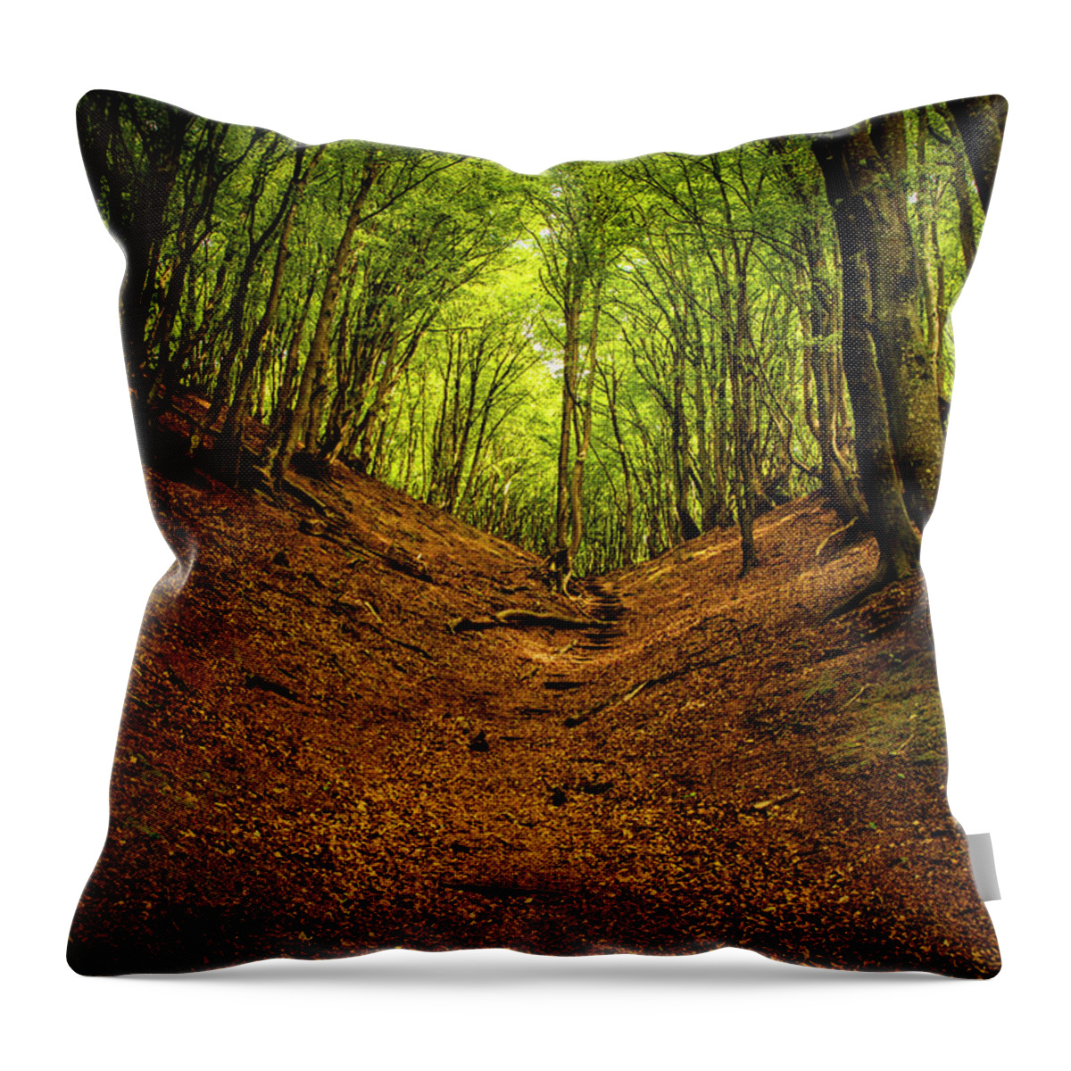 Forest Throw Pillow featuring the photograph Magic forest by Mike Santis
