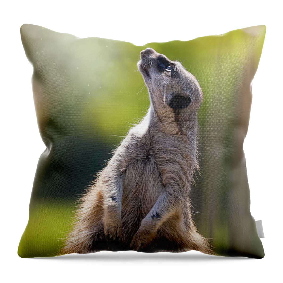 Meerkat Throw Pillow featuring the photograph Magical meerkat by Jane Rix