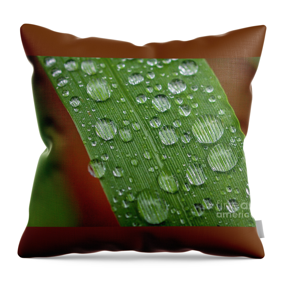 Dew Throw Pillow featuring the photograph Magnifying Dew Drops    by Tom Claud
