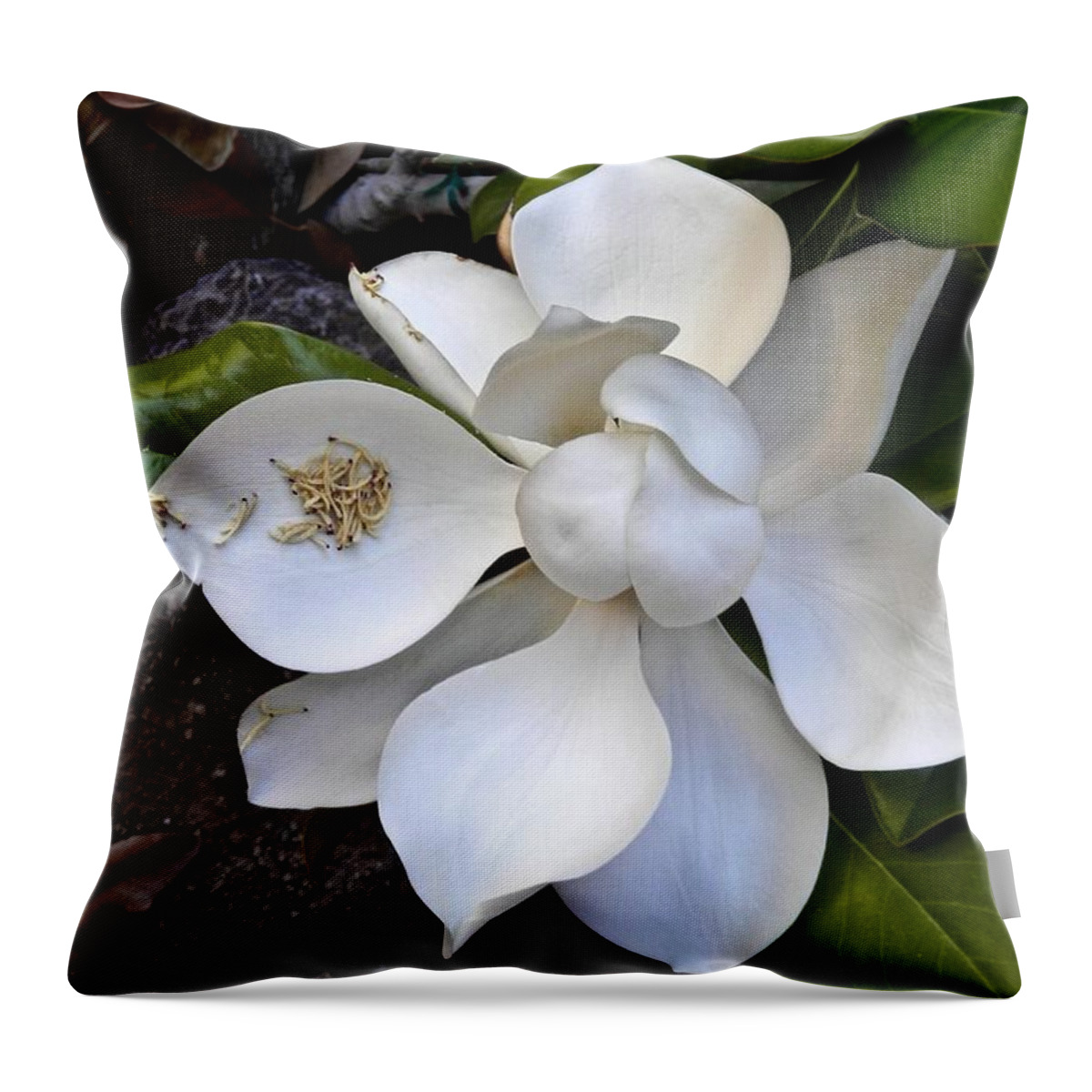 Magnolia Throw Pillow featuring the photograph Magnolia by Barbara Zahno
