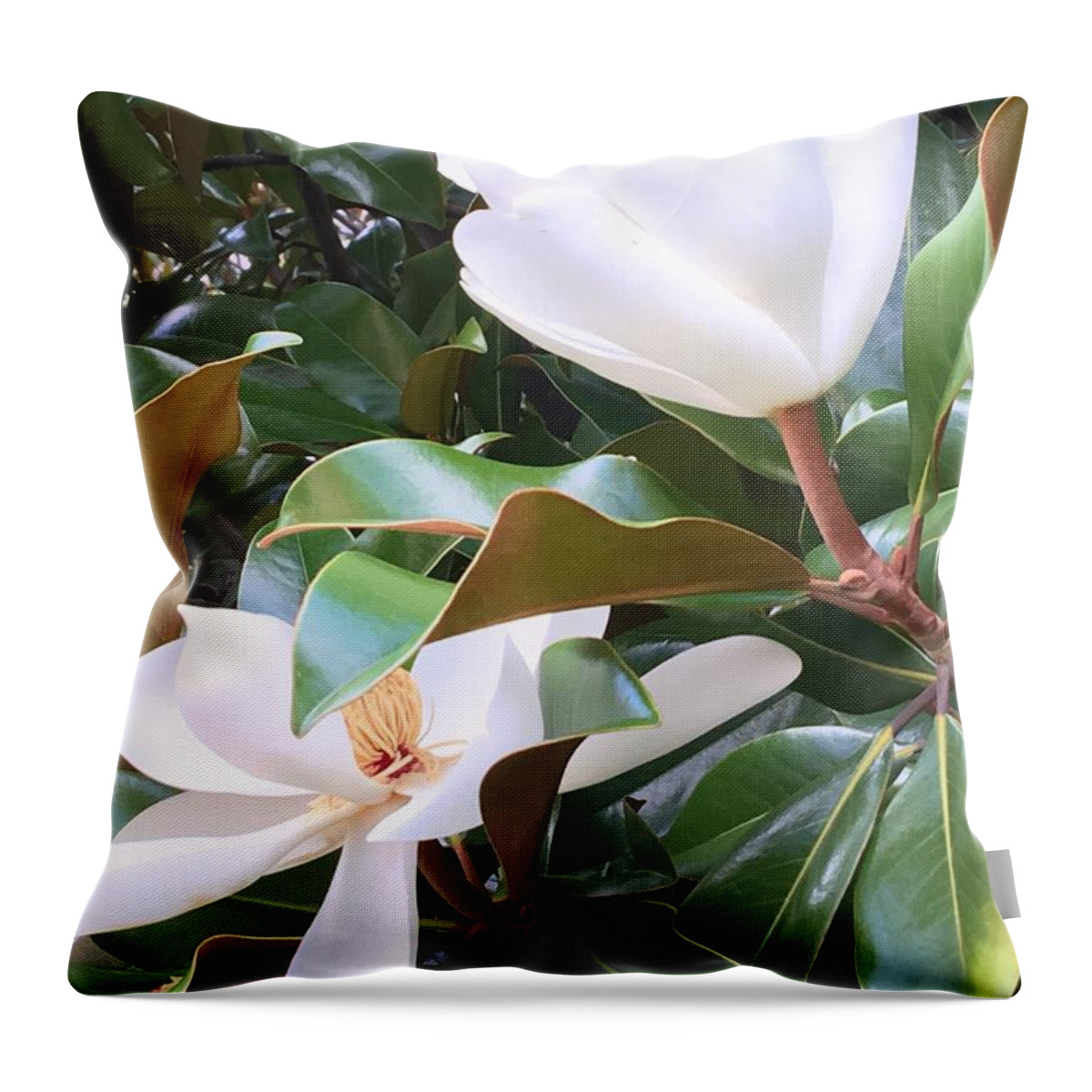 Magnolias Throw Pillow featuring the photograph Magnolias for Two by Pamela Henry