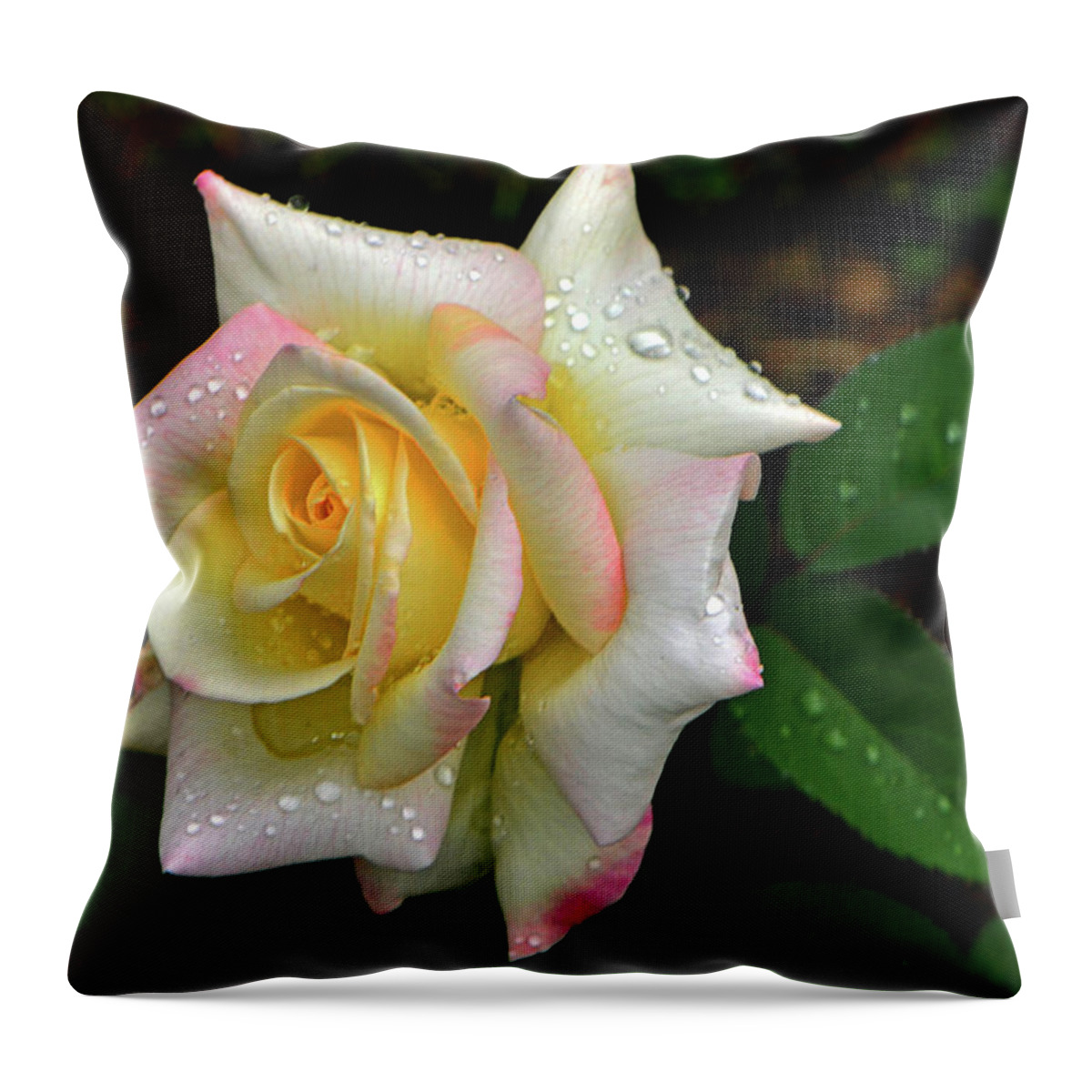 Rose Throw Pillow featuring the photograph Maid Of Honour Rose 003 by George Bostian