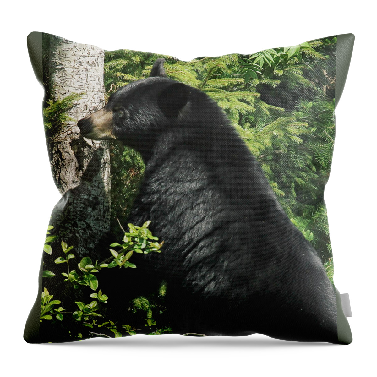 Maine Wildlife Throw Pillow featuring the photograph Maine Black Bear Mama by Sharon Fiedler