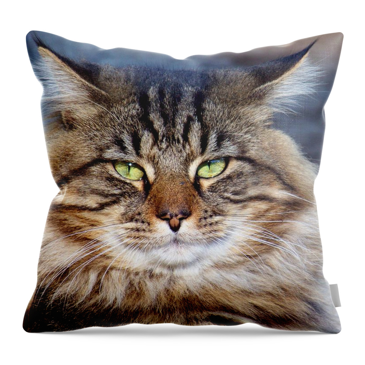 Cat Throw Pillow featuring the photograph Maine Coon I by Jai Johnson