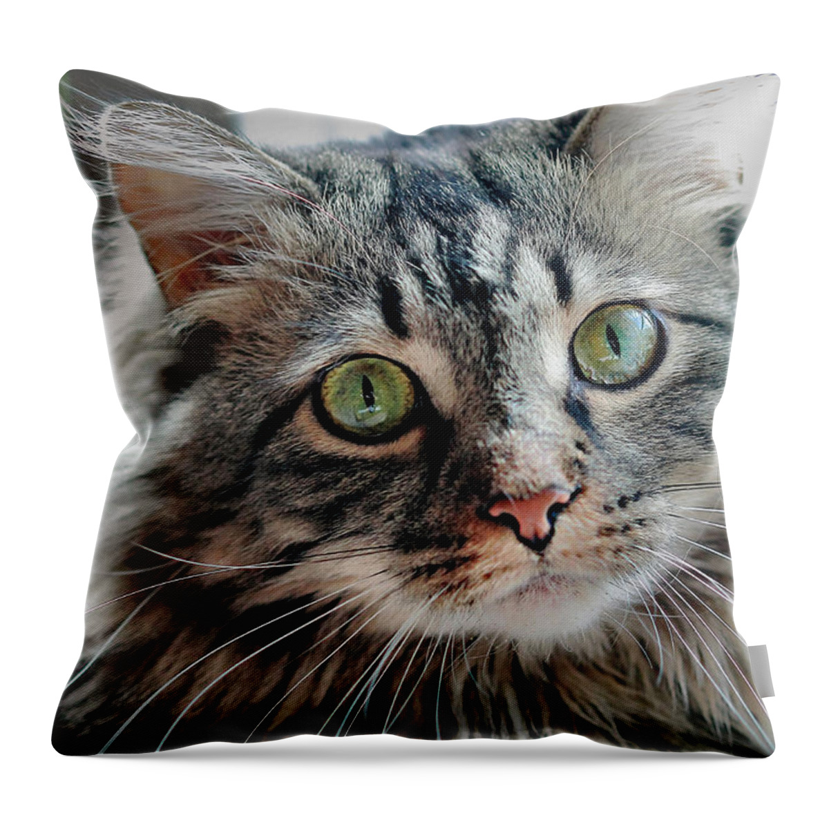 Maine Coon Throw Pillow featuring the photograph Maine Coon Portrait by Angela Murdock