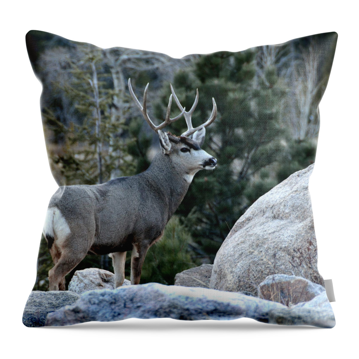 Mule Throw Pillow featuring the photograph Majestic Buck by Tranquil Light Photography