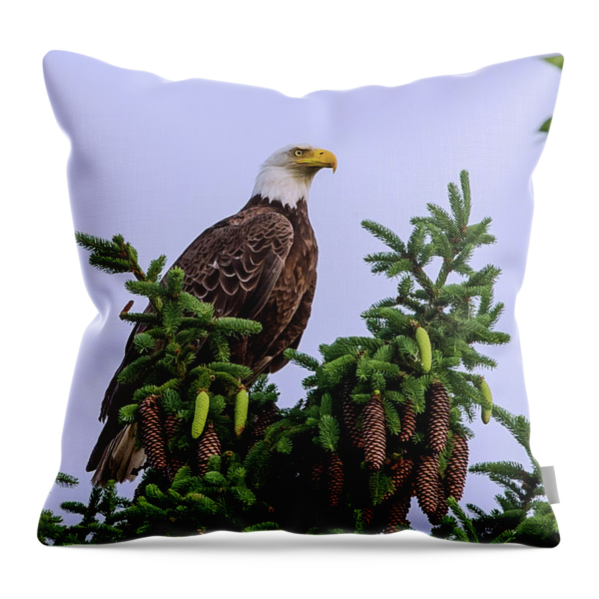 Bald Eagle Majestic Pine Tree Proud Cones Pinecone Portrait Wildlife Scenic National Bird Raptor Throw Pillow featuring the photograph Majestic Eagle on Pine by Peter Herman