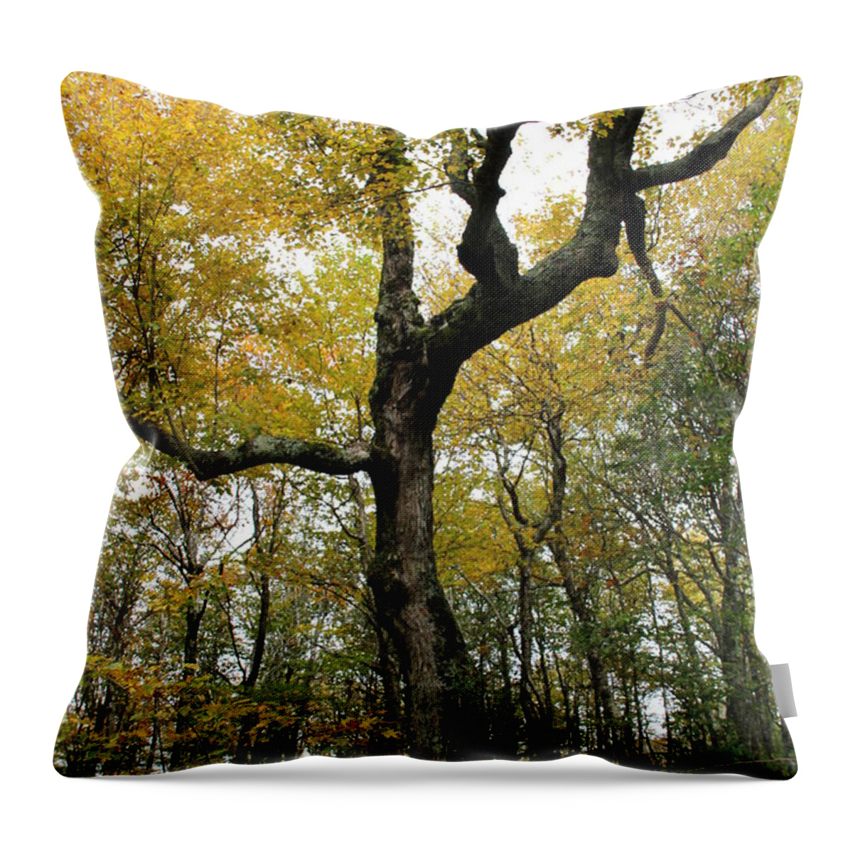Tree Throw Pillow featuring the photograph Majestic Tree by Allen Nice-Webb