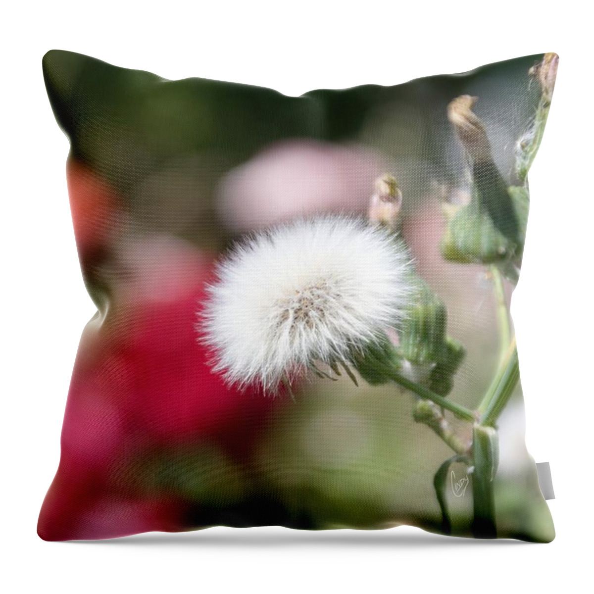 Garden Throw Pillow featuring the photograph Make a wish... by Cindy Garber Iverson