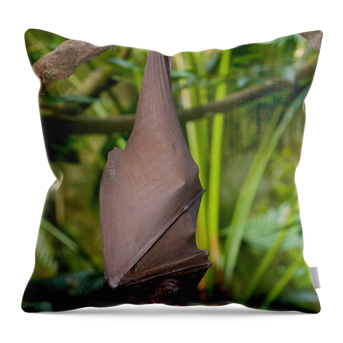 Animal Throw Pillow featuring the photograph Malayan Flying Fox by B. G. Thomson