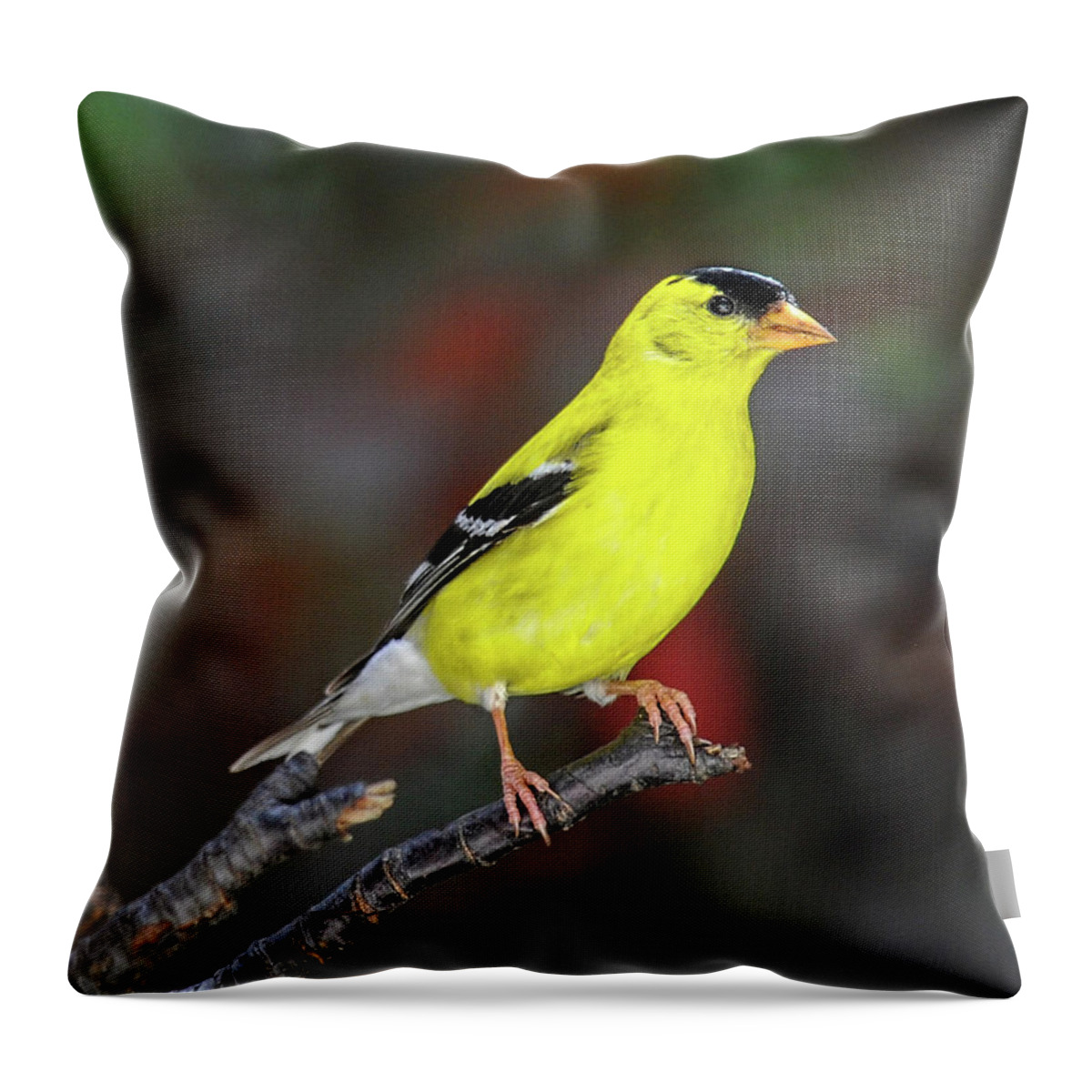 American Gold Finch Throw Pillow featuring the photograph Male American Gold Finch Profile by Lara Ellis