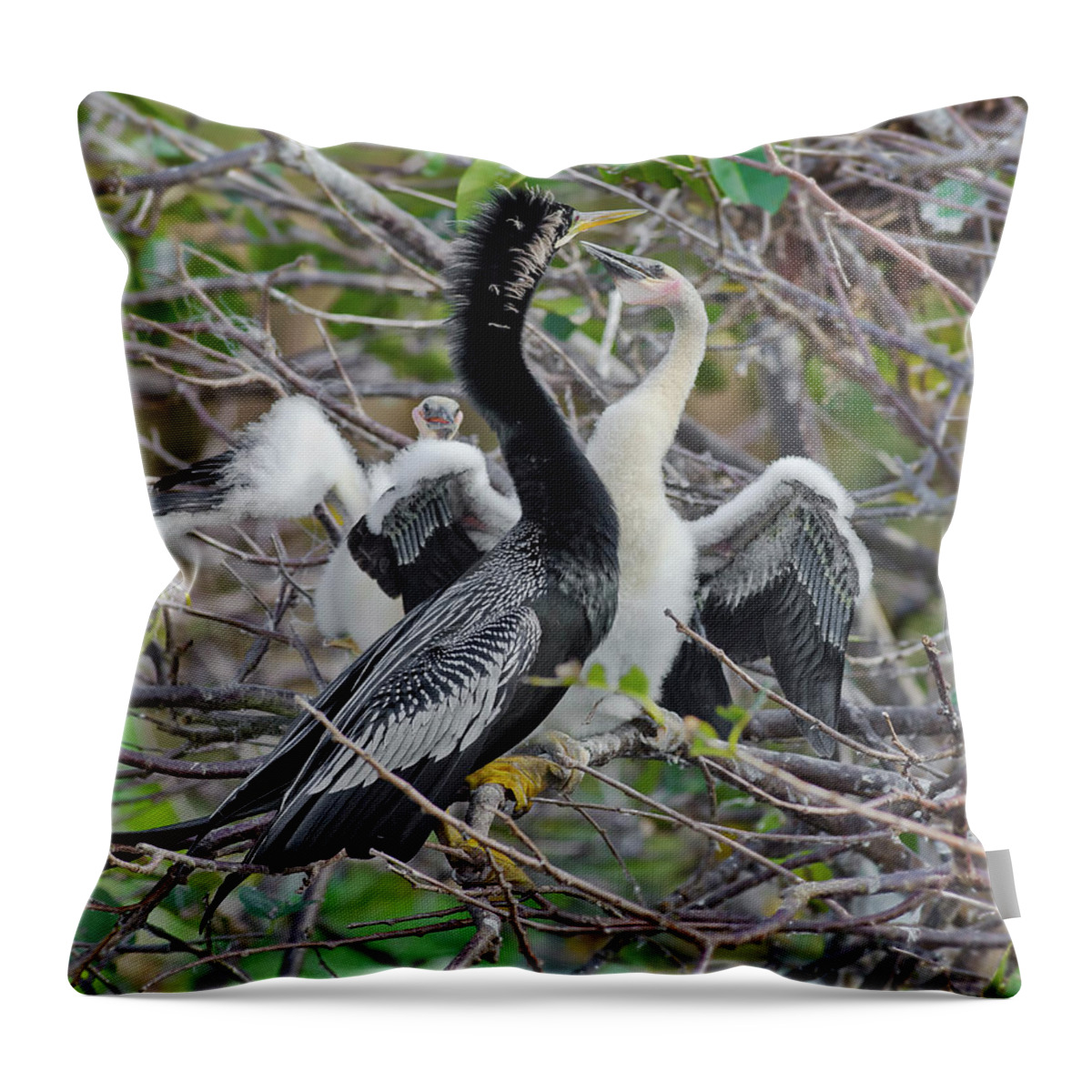 Male Anhinga And Chicks Throw Pillow featuring the photograph Male Anhinga And Chicks by Morris Finkelstein