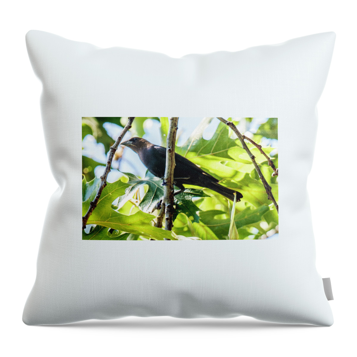 Bird Throw Pillow featuring the photograph Male Brown-headed Cowbird by William Bitman
