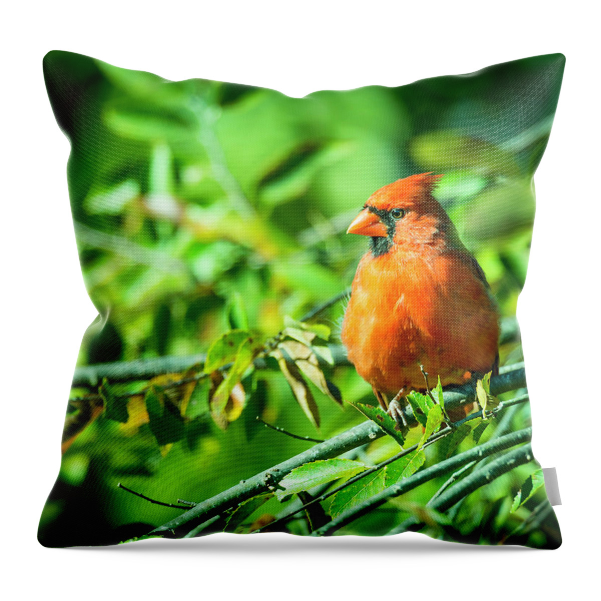 Leaves Throw Pillow featuring the photograph Male Cardinal by Phil And Karen Rispin