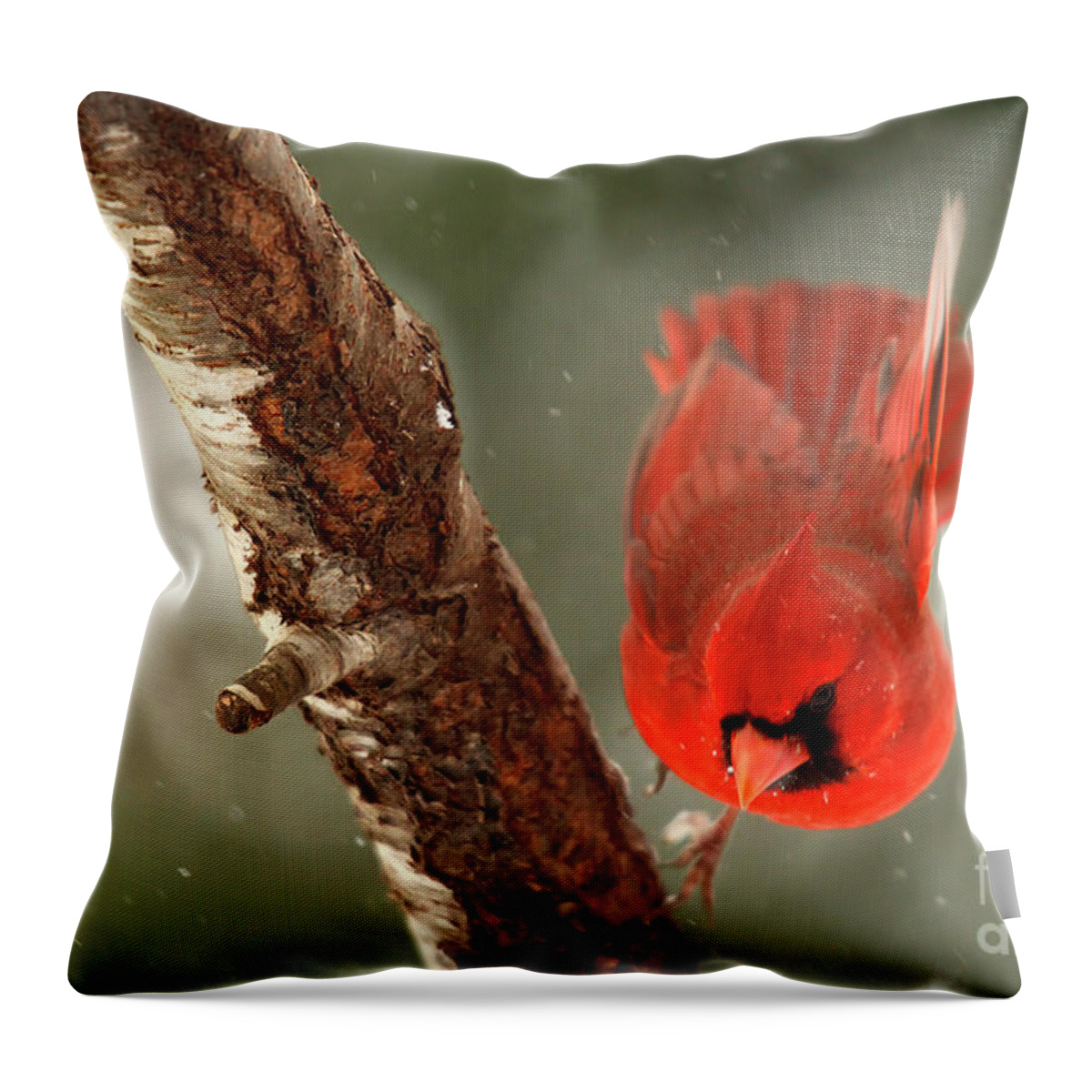 Take Off Throw Pillow featuring the photograph Male Cardinal Take Off by Darren Fisher