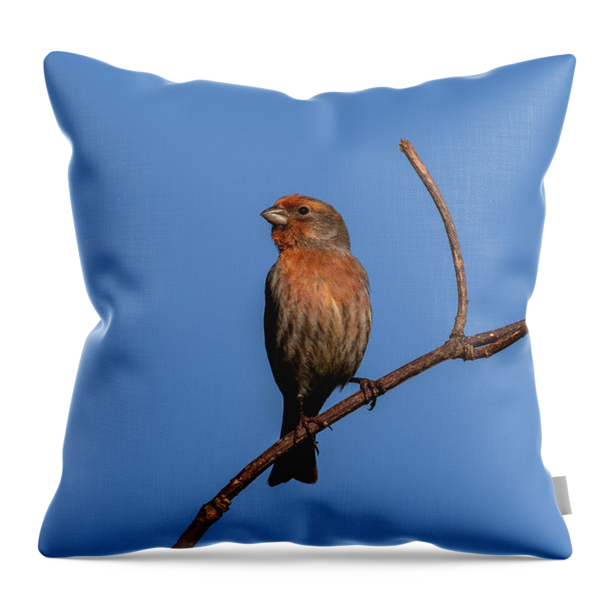 Animals Throw Pillow featuring the photograph Male House Finch by Robert Potts