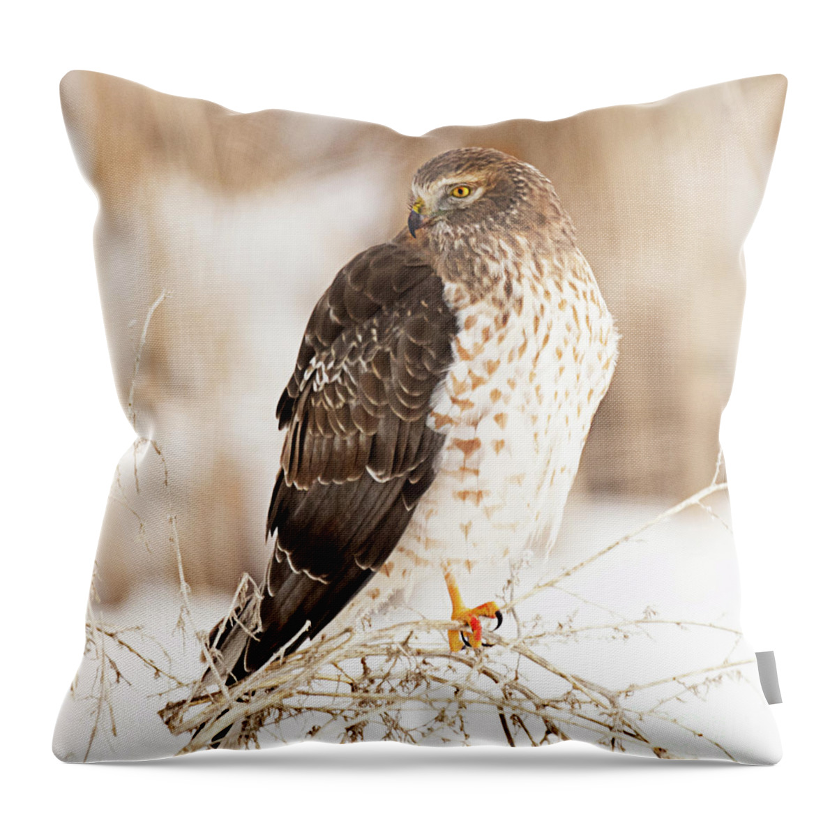 Bird Throw Pillow featuring the photograph Male Northern Harrier Hunting by Dennis Hammer