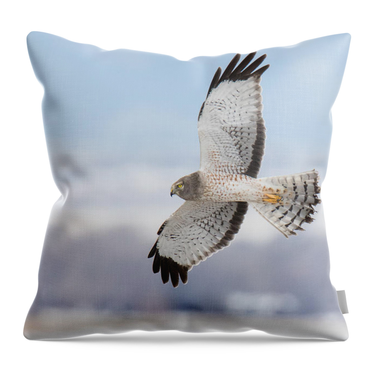Hawk Throw Pillow featuring the photograph Male Northern Harrier In Flight by Tony Hake
