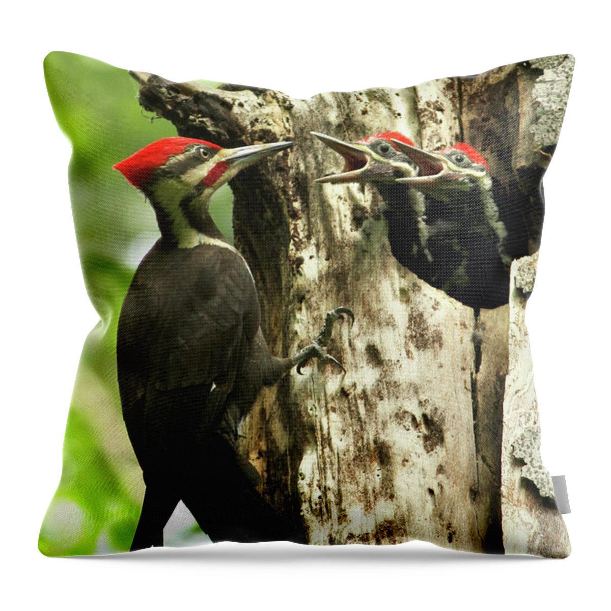 Hungry Throw Pillow featuring the photograph Male Pileated Woodpecker at nest by Mircea Costina Photography