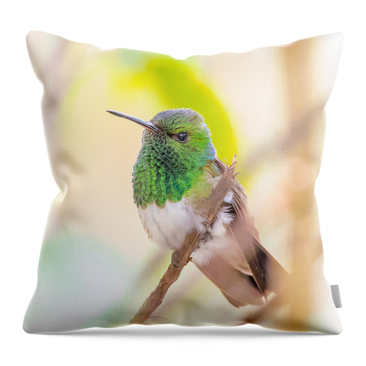 Bird Throw Pillow featuring the photograph Male Snowy-bellied Hummingbird by Fred J Lord