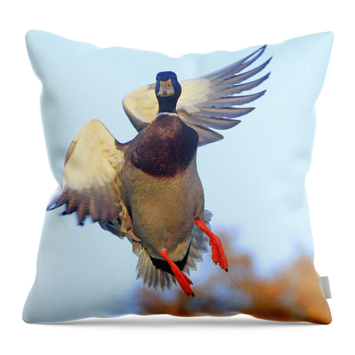 Duck Throw Pillow featuring the photograph Mallard in Flight 2 by Shoal Hollingsworth