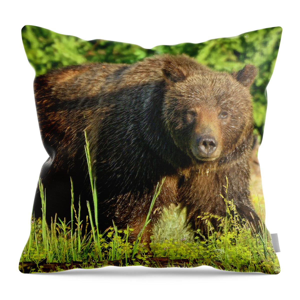 Grizzly Throw Pillow featuring the photograph Mama Bear by Greg Norrell